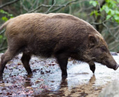 猪の肉には寄生虫がいて食べるのは危険?食べるときに気をつける点は?