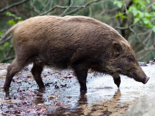 猪の肉には寄生虫がいて食べるのは危険?食べるときに気をつける点は?