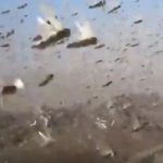 イナゴの大群(大量発生))の発生の理由や被害はどのくらい甚大になる?