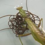 ハリガネムシのカマキリの殺し方がすごい!マインドコントロールなの?