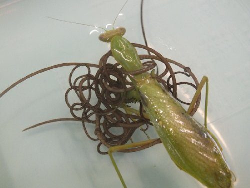 ハリガネムシのカマキリの殺し方がすごい!マインドコントロールなの?