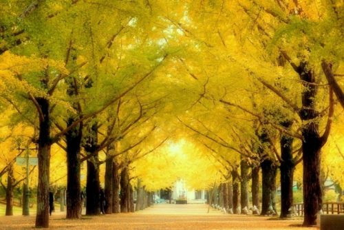 イチョウが臭い理由は銀杏!独特な匂いはなぜしてしまうのか?