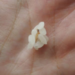 米にいるノシメマダラメイガの幼虫の駆除の方法や大量発生させない方法!