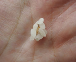 米にいるノシメマダラメイガの幼虫の駆除の方法や大量発生させない方法!