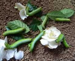 オオスカシバの幼虫の餌(エサ)や飼育の方法は?毒や刺してくる危険は?