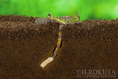 トノサマバッタの幼虫はどんなの 餌や成長の過程や育て方も紹介 トレンドライフ