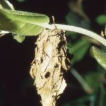 蓑虫の駆除の方法や簡単な手順は?時期ごとにすることは?