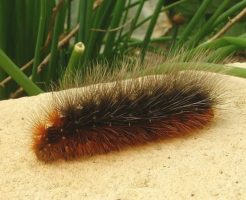 ヒトリガの幼虫は毒があって危険?駆除する方法や対処法は?