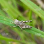 トノサマバッタの幼虫はどんなの?餌や成長の過程や育て方も紹介!