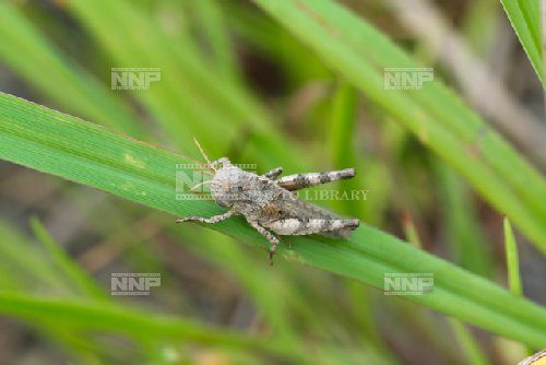 トノサマバッタの幼虫はどんなの?餌や成長の過程や育て方も紹介!