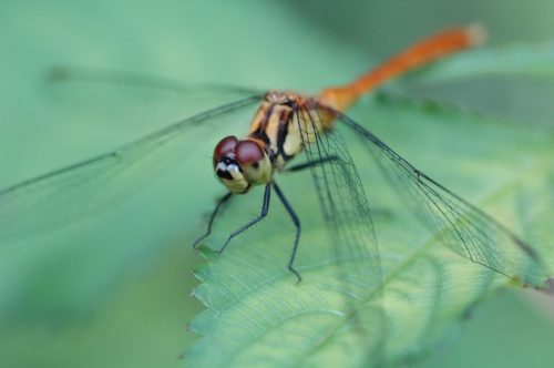 トンボの捕まえ方の簡単な方法を紹介!子供でも出来る手順は?