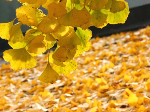 銀杏の毒の成分は何?食べ過ぎるとどんな症状が出る?