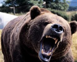ヒグマは怖い！人食いの事件が悲惨で強さは最強？