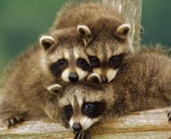 たぬき（タヌキ）は海外では実在してなくて珍獣扱いになっている？