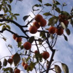 柿の木の剪定方法を図解で詳しく紹介!する時期や季節はいつ?