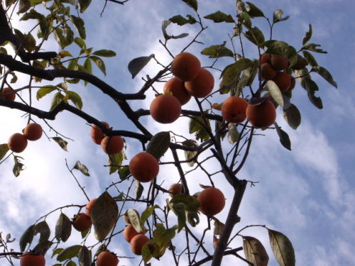 柿の木の剪定方法を図解で詳しく紹介!する時期や季節はいつ?