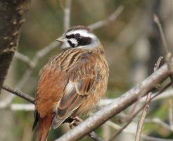 ホオジロの鳴き声!雌の特徴や雄との違いの見分け方は?