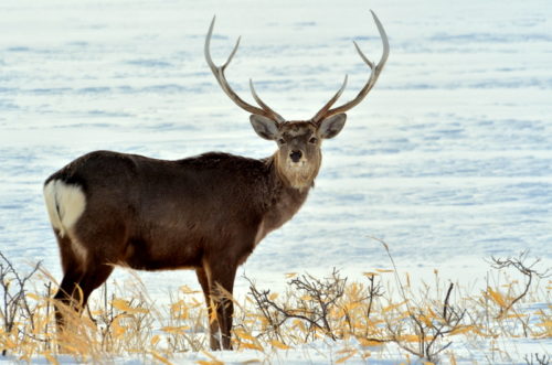 エゾシカの猟の時期や捕獲方法とは?肉はどのくらいの収入になる?