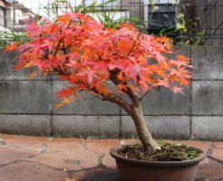 紅葉(もみじ)の育て方!庭や鉢植えで枯れないように育てる方法は?