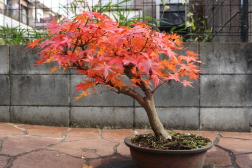 紅葉(もみじ)の育て方!庭や鉢植えで枯れないように育てる方法は?