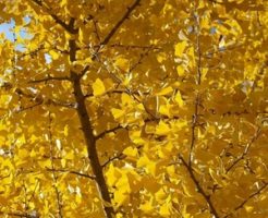 イチョウの雄雌の見分け方は? どのような違いがある?