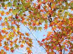 紅葉が枯れる原因や理由を紹介!予防法や対策に役立つグッズ!