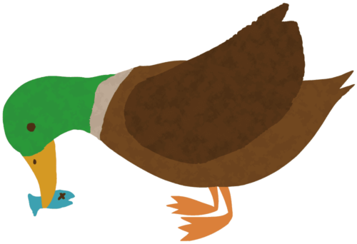 鴨の餌は何をあげるのがいい?やり方やNGな食べ物とは?