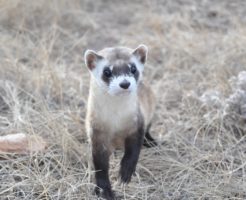 イタチ(いたち)が来なくなる方法や撃退するための対策は?