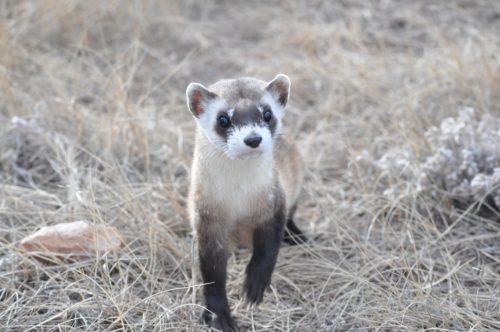 イタチ(いたち)が来なくなる方法や撃退するための対策は?