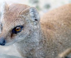 いたち（イタチ）の捕獲の方法！被害が出る前に対策を！