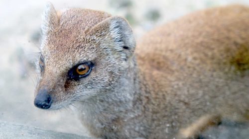 いたち(イタチ)の捕獲の方法!被害が出る前に対策を!