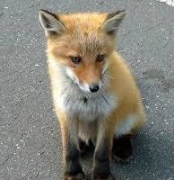 キタキツネの寄生虫のエキノコックスの菌の症状や対処法は?