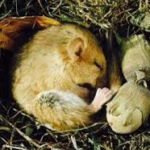 冬眠したい人間必見!やり方、仕組みや定義を知って冬眠しよう!