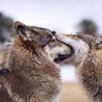 狼の愛情表現がかわいすぎる！愛が深い生き物である！