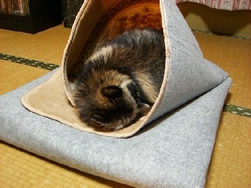 タヌキは冬眠するの?冬はどのようにして越冬するの?