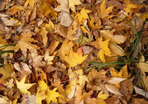 落ち葉を掃除する簡単な方法や楽にできるおすすめの道具は?