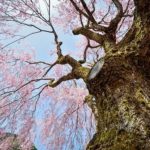 桜の毛虫の駆除やつかない方法は?時期や予防の対策の仕方!