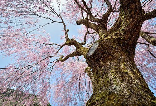 桜の毛虫の駆除やつかない方法は?時期や予防の対策の仕方!