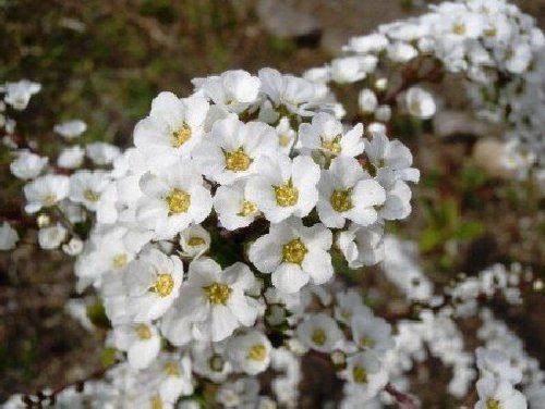 コデマリに似た花の正体は?ピンクなどの色違いの名前は?