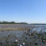 貝拾いは違法なの?コツや貝の持ち帰る方法を紹介!