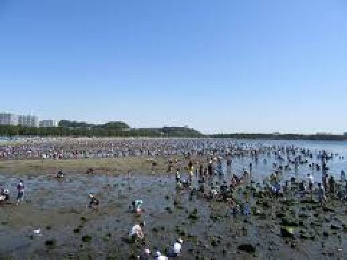 貝拾いは違法なの?コツや貝の持ち帰る方法を紹介!