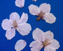 桜の押し花の作る方法や簡単にするコツ!危険という理由は?