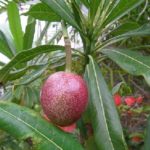 夾竹桃の実は毒があって危険?もし食べてしまった時の対処法は?