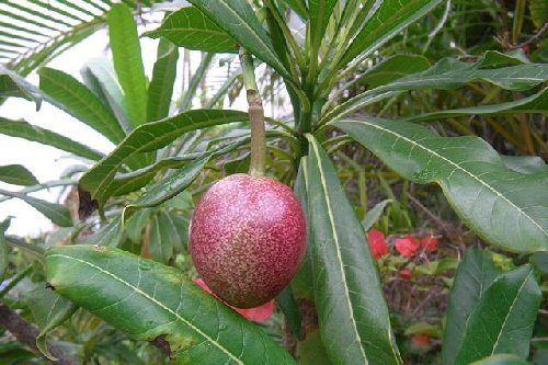 夾竹桃の実は毒があって危険?もし食べてしまった時の対処法は?