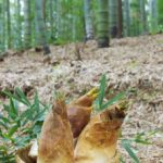 関東でたけのこ狩りを無料で出来る場所を紹介!千葉・東京・群馬・神奈川!