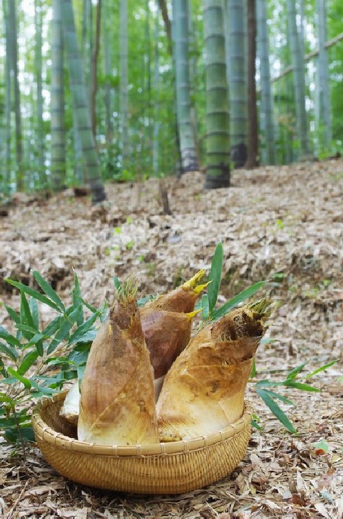 関東でたけのこ狩りを無料で出来る場所を紹介!千葉・東京・群馬・神奈川!