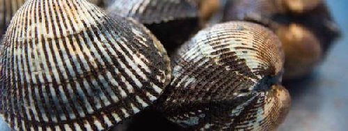 赤貝の血は抜かないといけない?捌き方や潮干狩りで取れる?