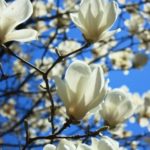 こぶしと木蓮の違いとは?見分け方や区別するポイントや方法!