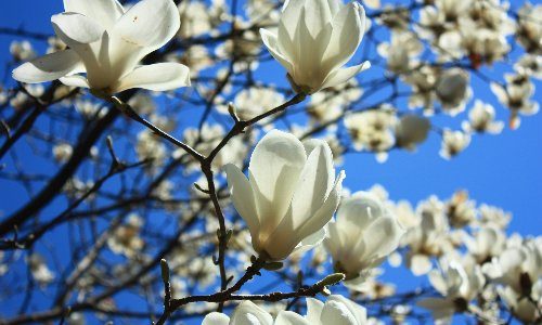 こぶしと木蓮の違いとは?見分け方や区別するポイントや方法!