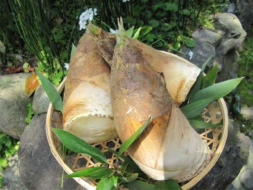 たけのこ(タケノコ)の腐る時の見分け方は?どのような状態になる?